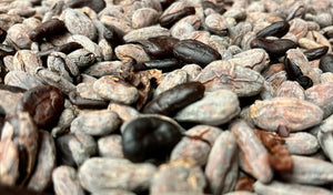 Cacao Bean : India - Idukki Hills, Kerala