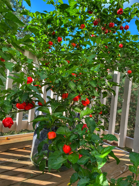 Trinidadian Scorpion Peppers - vegan, gluten free